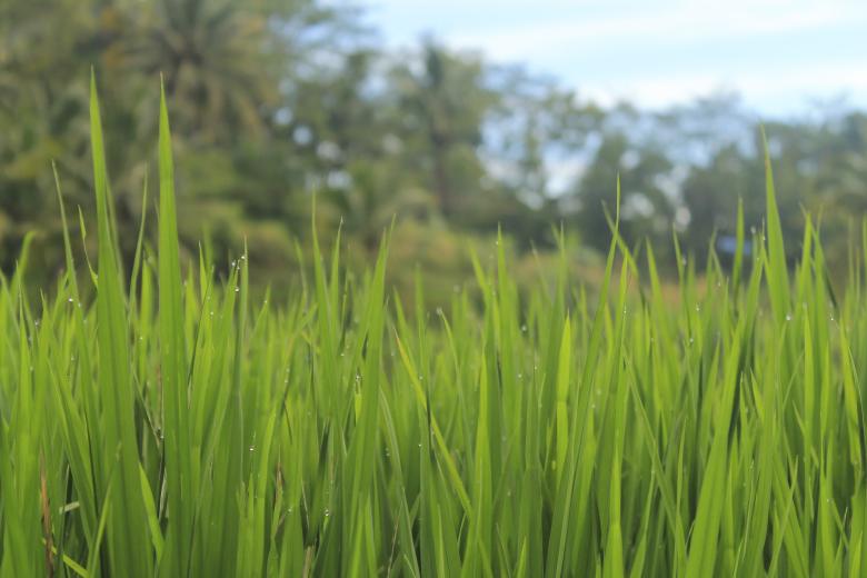 Free stock image of Green Grass from Rice Field created by vanse
