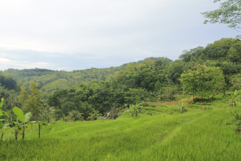 Free stock image of Beautiful Landscape with Rice Field created by vanse