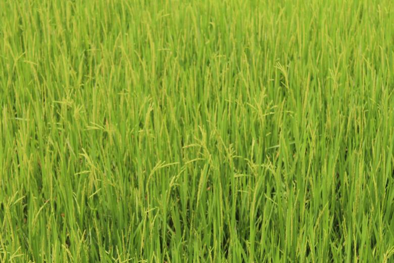 Free stock image of Beautiful Rice Field in Asia created by vanse