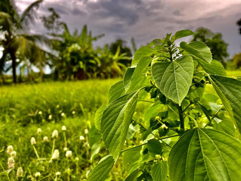 Free stock image of Vivid Green Plants created by SK