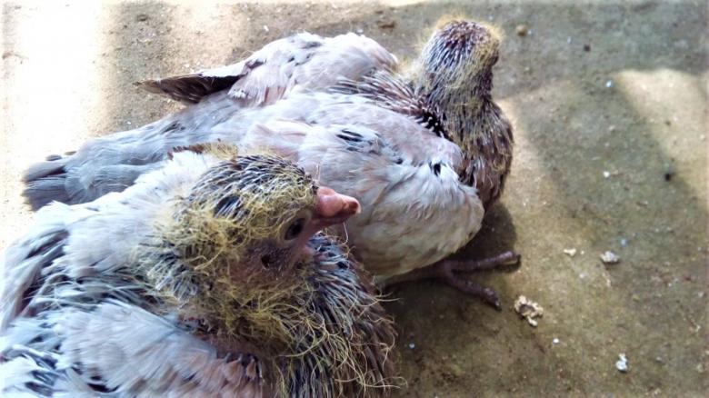 Free stock image of 2 Weeks Baby Pigeons created by Infinity Focus