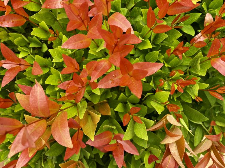 Free stock image of Very beautiful image of a Red Tree created by SK