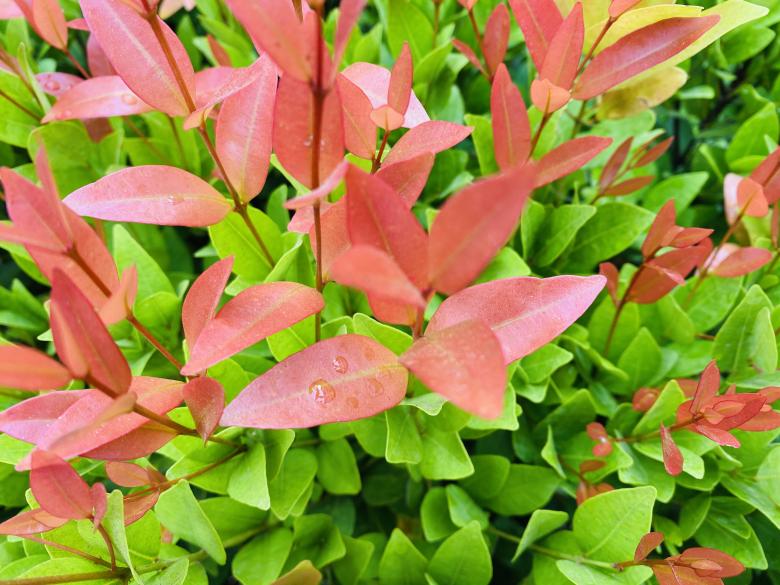 Free stock image of Dark Red and Light green Leaves created by SK