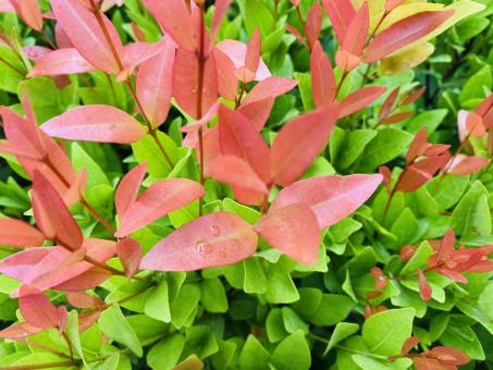 Free Stock Photo of Dark Red and Light green Leaves