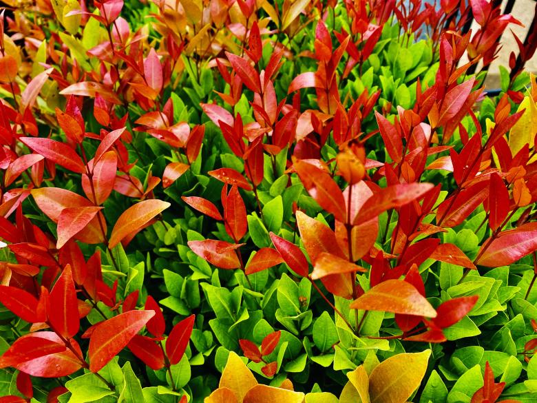 Free stock image of Green leaves and Red leaves created by SK