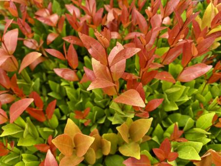 Free Stock Photo of New leaves born in summer season