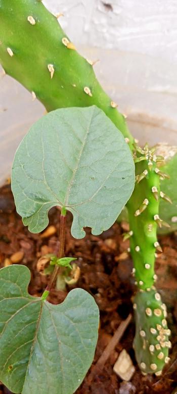 Free stock image of Green Leaves and Cactus created by snaike