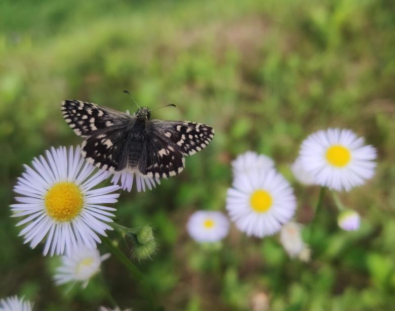 Free stock image of Butterfly on white flower in nature created by Alen