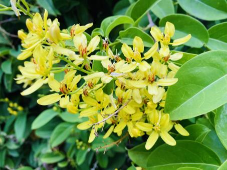 Free Stock Photo of Beautiful Yellow Flowers Background 