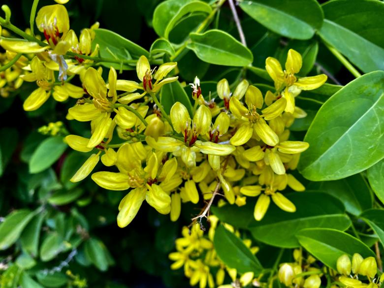 Free stock image of Yellow Flower in a Green Background created by SK