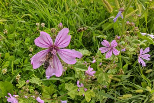 Free Stock Photo of Bee on a pink flower