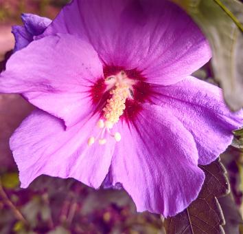 Free Stock Photo of Violet Flower Up Close