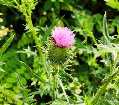 Free Stock Photo of Pink flower and green leaves