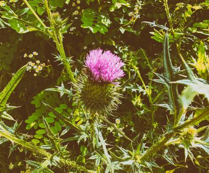 Free Stock Photo of Pink Flower Closeup