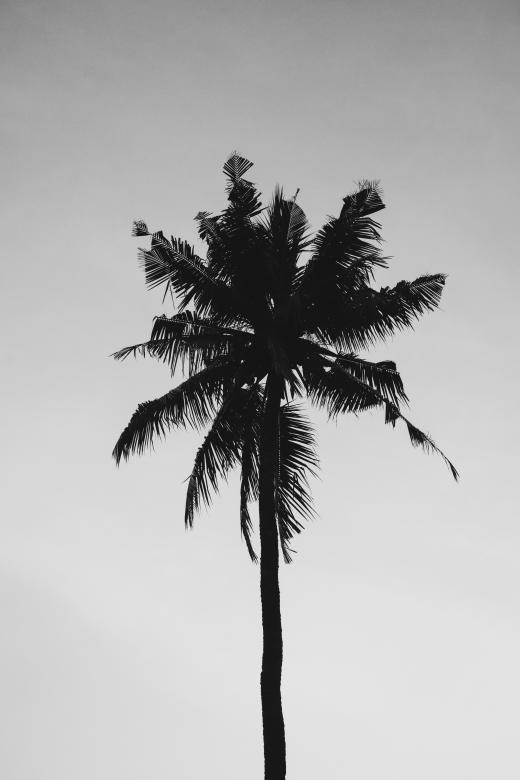 Free stock image of Black and White Palm Tree created by Irina Retina