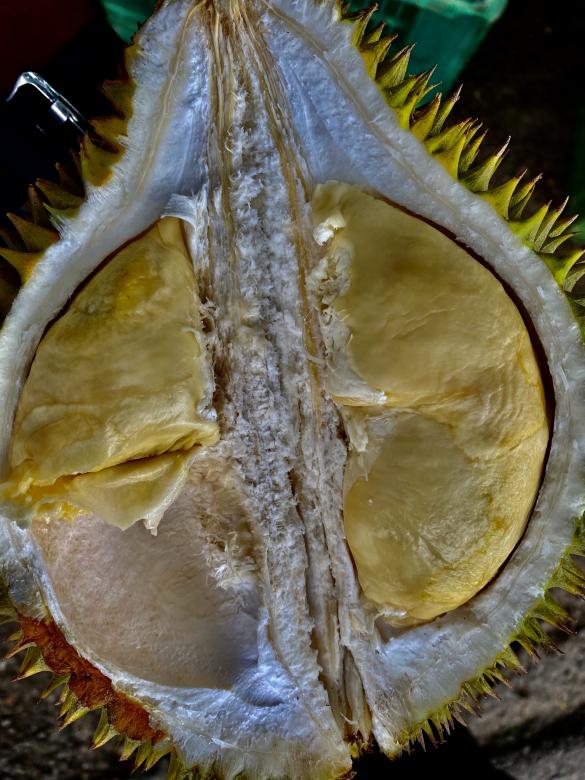 Free stock image of Durian Fruit - Sri Lanka's Famous Fruit created by SK