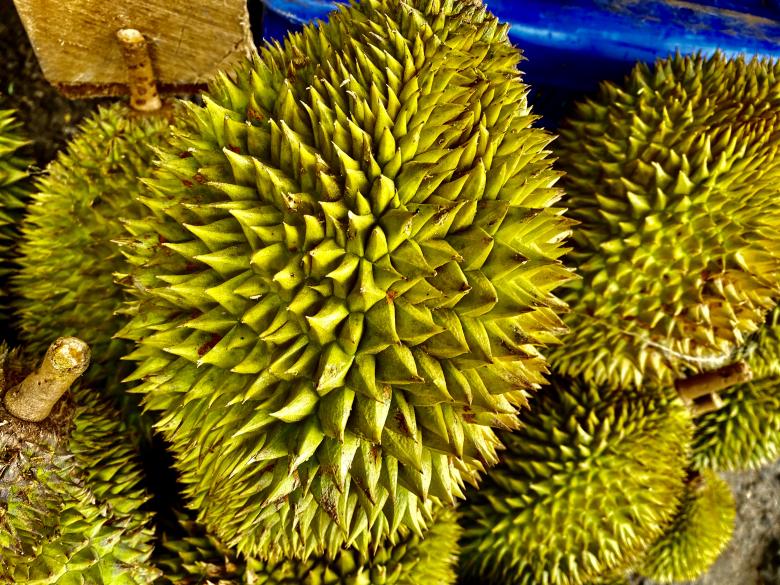 Free stock image of Durian Fruit - Very Tasty and Delicious  created by SK