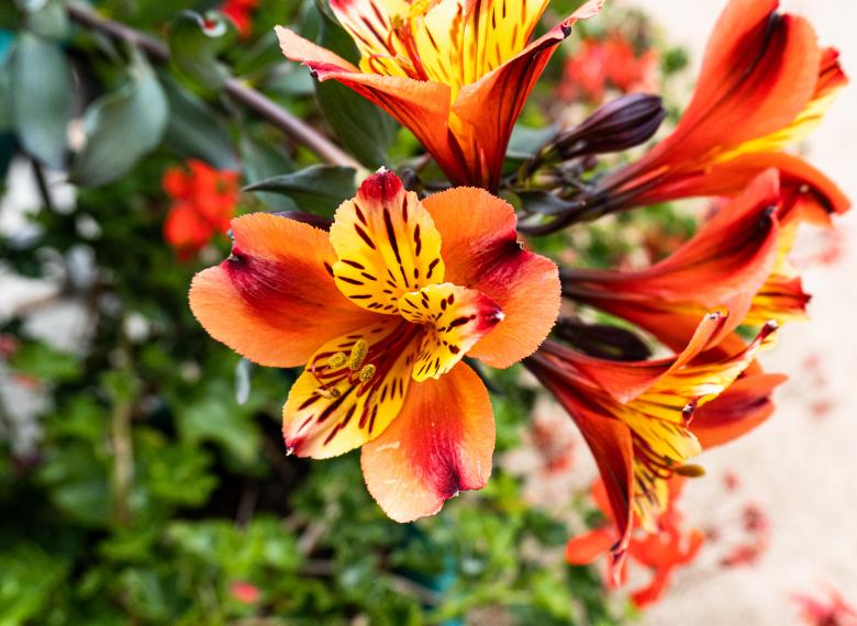 Free stock image of Beautiful Spring Flowers created by Crystal
