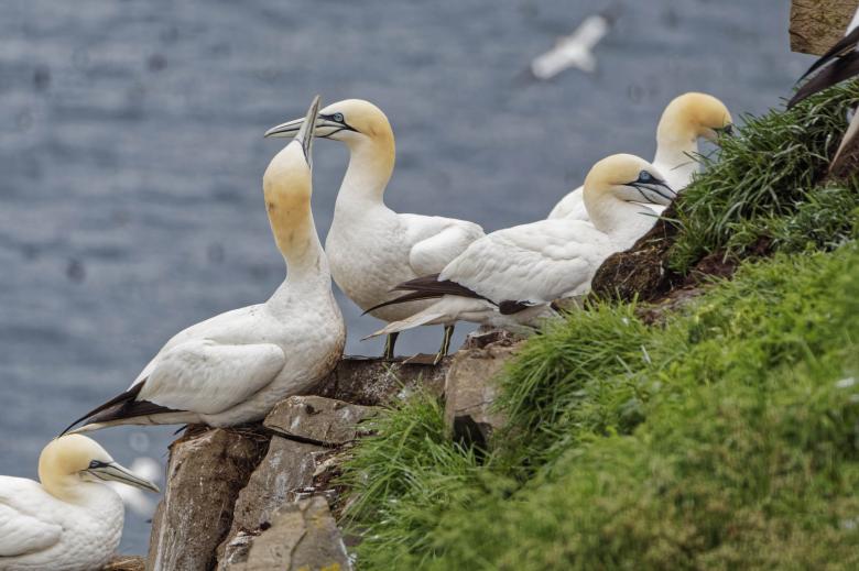Free stock image of Northern Gannets sitting on rocks created by Geoffrey Whiteway