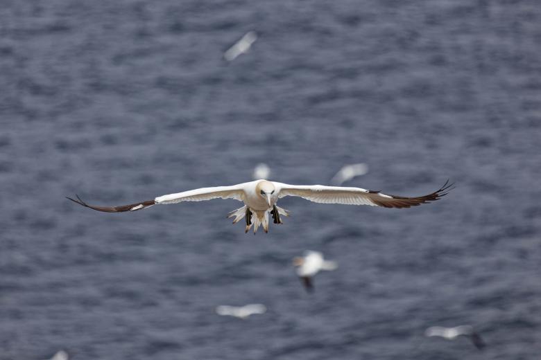 Free stock image of Northern gannet with wings out created by Geoffrey Whiteway
