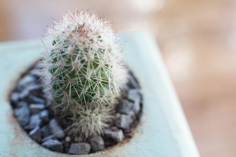 Free stock image of Small Cactus Macro created by Photostockeditor