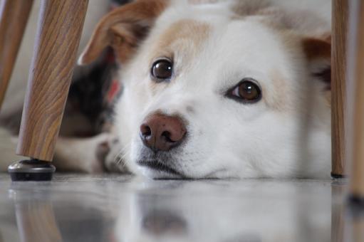 Dog Under Table - Free Stock Photo
