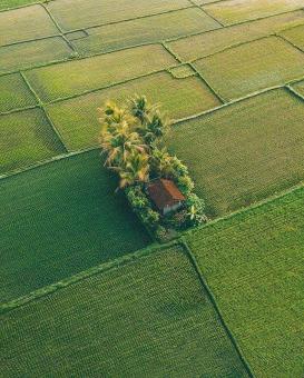 A Paddy Land Capture by a Drone - Free Stock Photo
