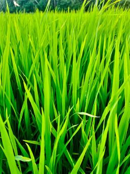 Light Green Paddy Thick Leaves - Free Stock Photo