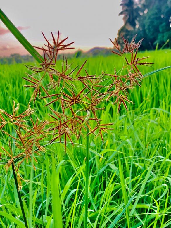Free stock image of Wildflower Against Green Grass created by SK