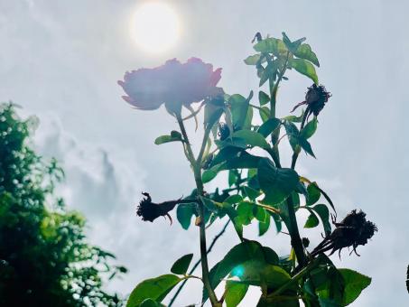 Sun shines through the Red rose
