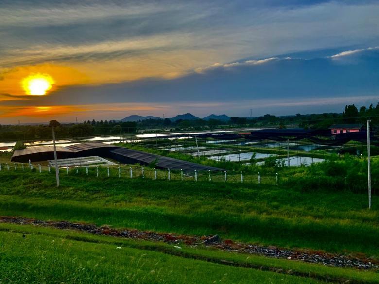 Free stock image of Paddyfield at Sunset created by SK