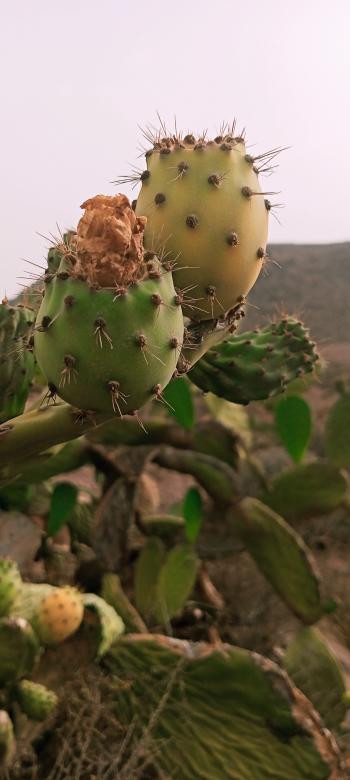 Free stock image of Cactus Figs  created by snaike