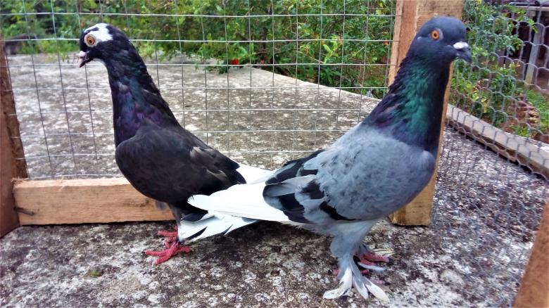 Free stock image of Pigeon Pair created by Infinity Focus
