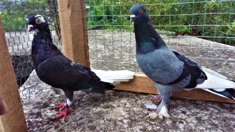 Free stock image of Pair of Pigeons created by Infinity Focus
