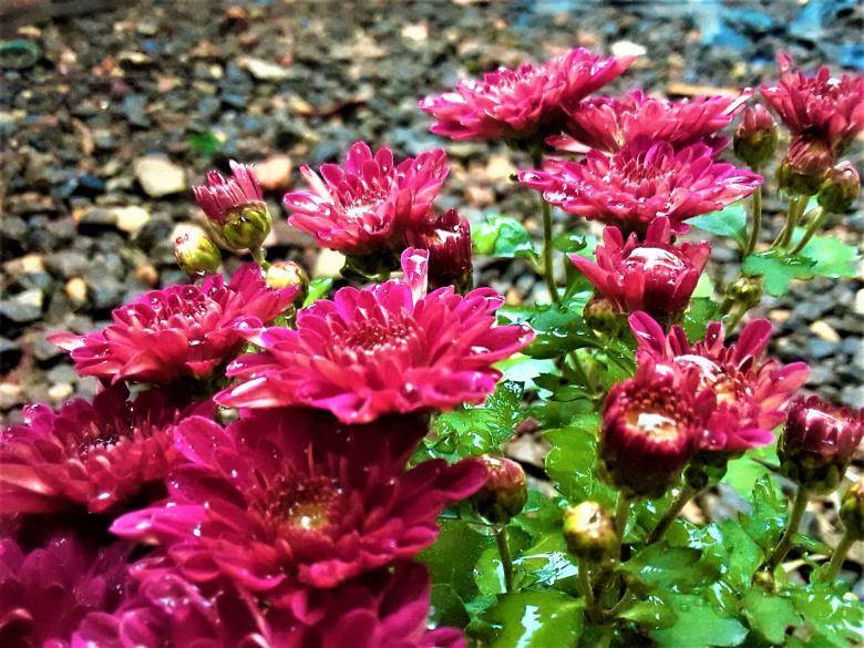 Free stock image of Beautiful Pink Flowers in Bloom created by Infinity Focus