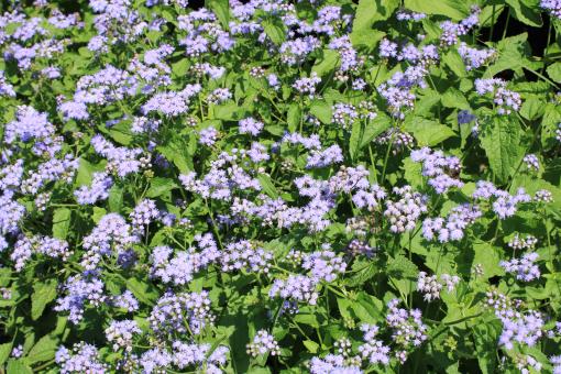 Purple Flower Bed - Free Stock Photo