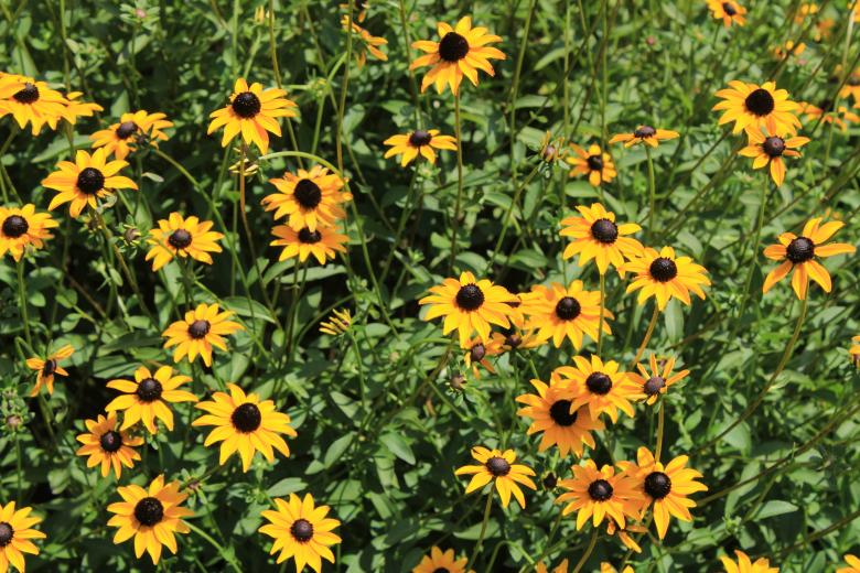 Free stock image of Yellow Flower Bed created by Bobby Glance