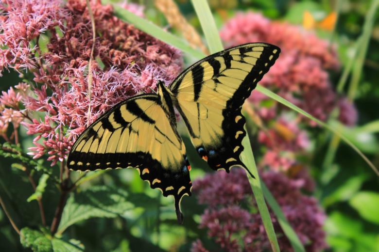 Free stock image of Monarch Butterfly created by Bobby Glance