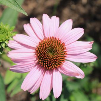 Pink Daisy - Free Stock Photo