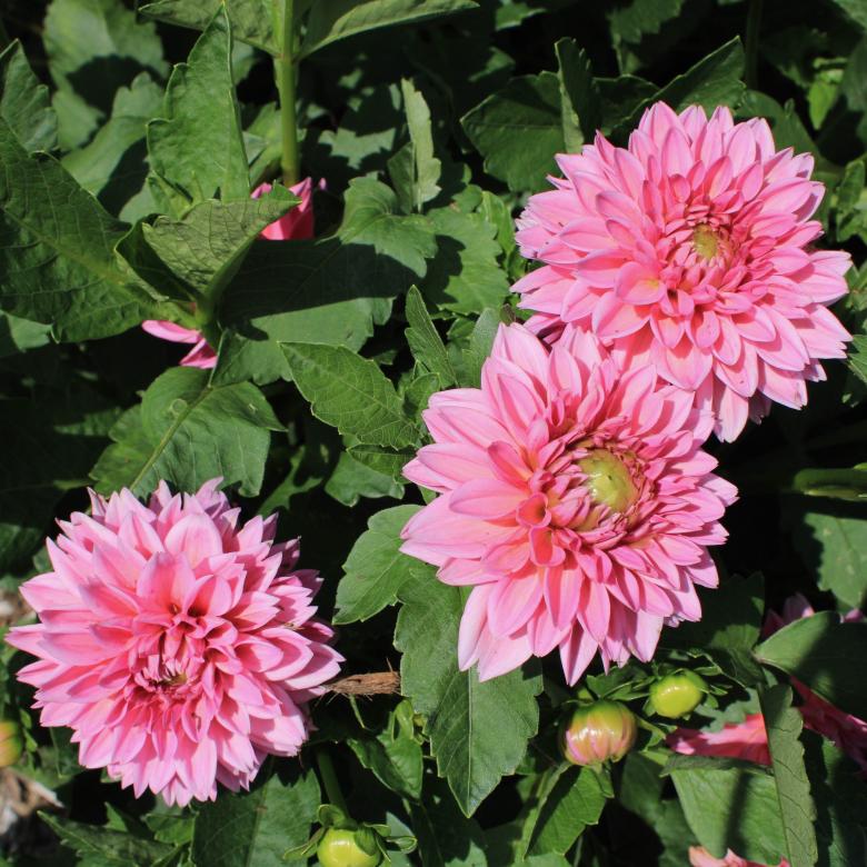Free stock image of Pink Dahlia Flowers created by Bobby Glance