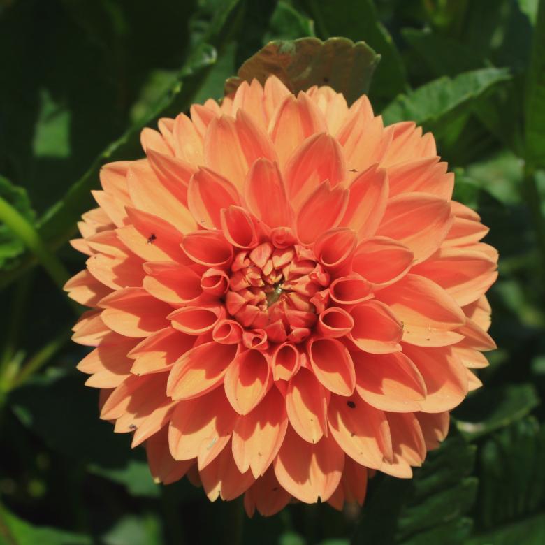 Free stock image of Orange Dahlia Flower created by Bobby Glance