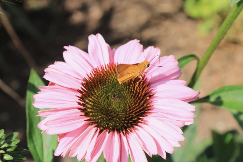 Free stock image of Pink Daisy with Moth created by Bobby Glance