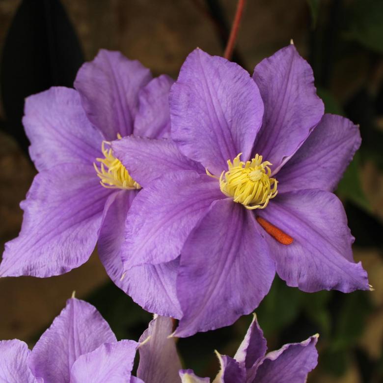 Free stock image of Purple and Yellow Flowers created by Bobby Glance