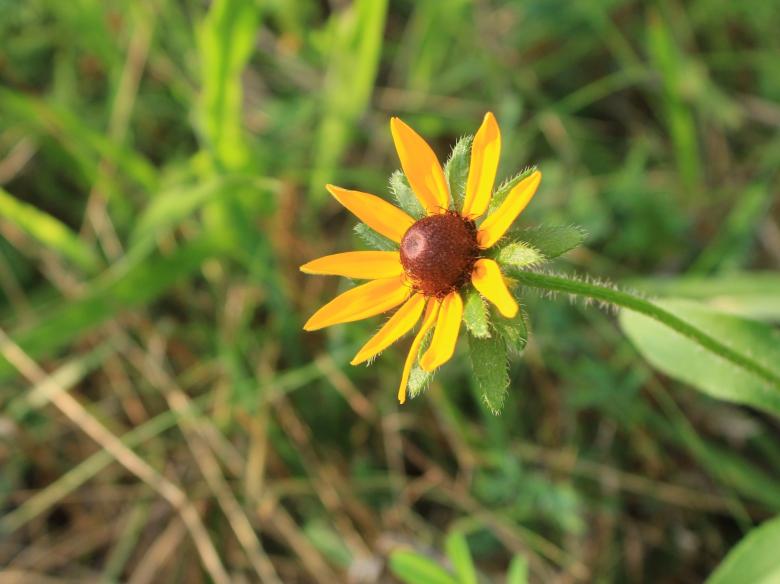 Free stock image of Yellow Flower in Tall Grass created by Bobby Glance