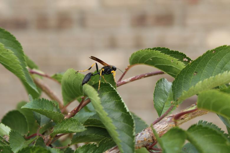 Free stock image of Hornet On a Leaf created by Bobby Glance