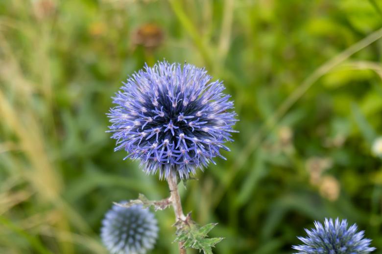 Free stock image of Blue Spring Flower created by Crystal