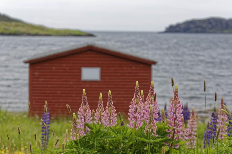 Free stock image of Lupins near the ocean created by Geoffrey Whiteway