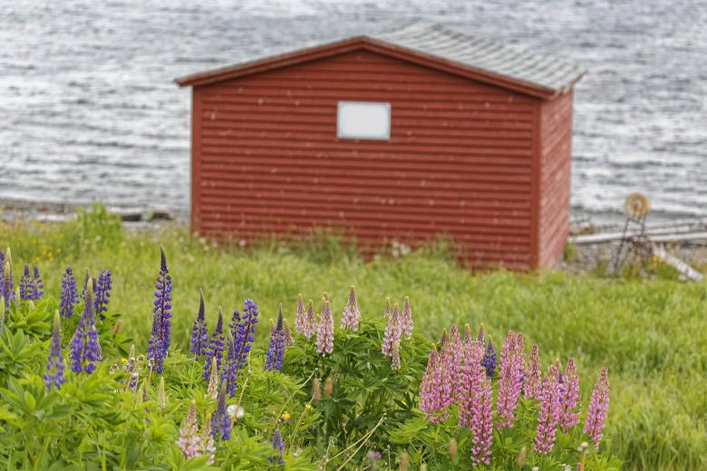 Free stock image of Lupins and a Cabin created by Geoffrey Whiteway