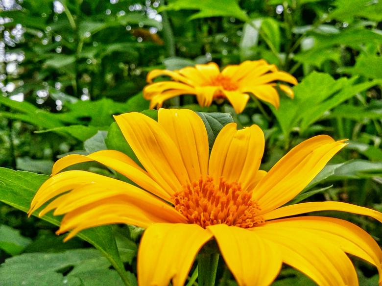 Free stock image of Gerbera Jamesonii created by Nushrath Ahamed