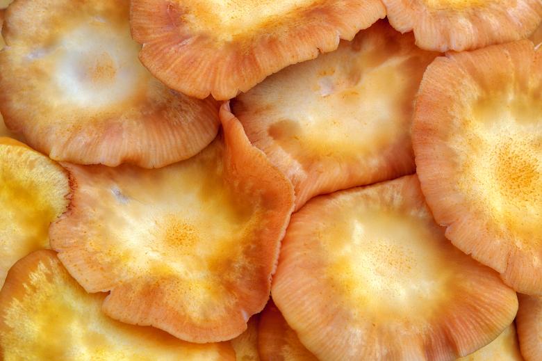 Free stock image of Fungus Flesh created by Nicolas Raymond